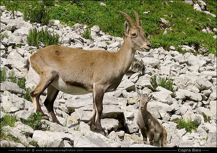 étagne et son petit - Capra ibex