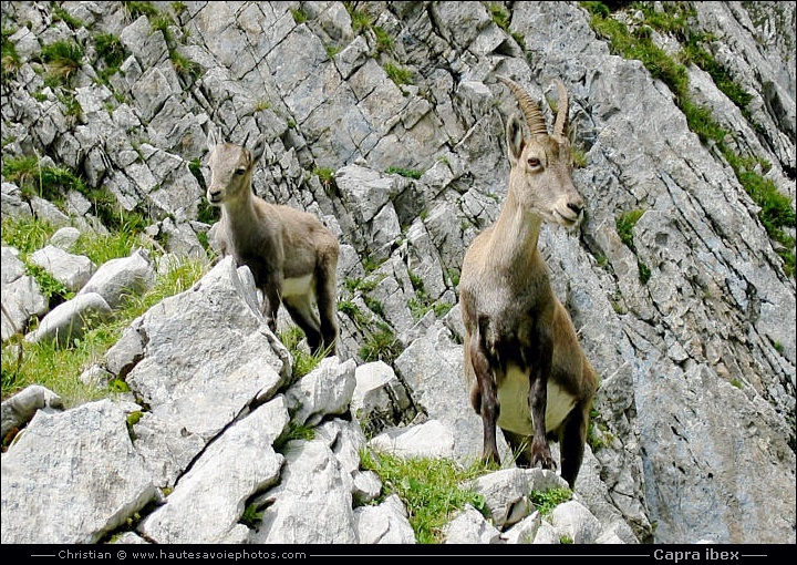 étagne et le petit - Capra ibex