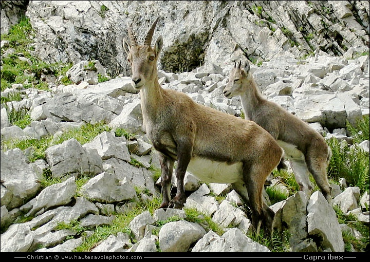 Bouquetin femelle et son petit - Capra ibex