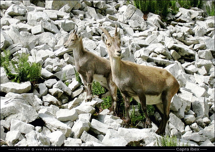 Bouquetin femelle et son petit - Capra ibex