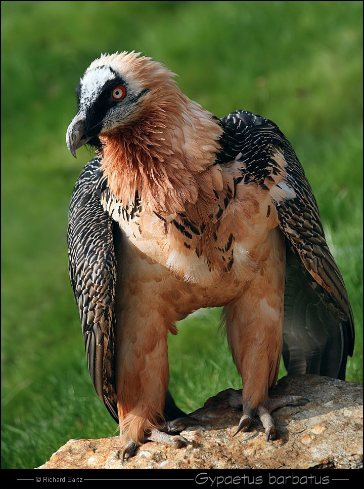 Gypaète barbu - Gypaetus barbatus