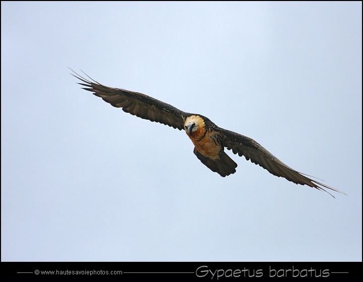Gypaète barbu - Gypaetus barbatus