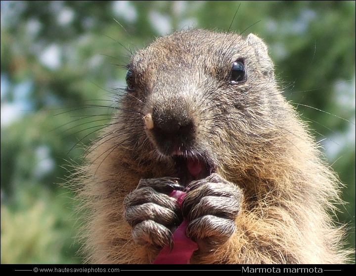 Marmotte des Alpes - Marmota marmota
