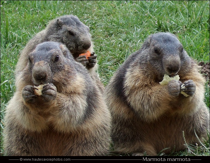Marmottes des Alpes - Marmota marmota