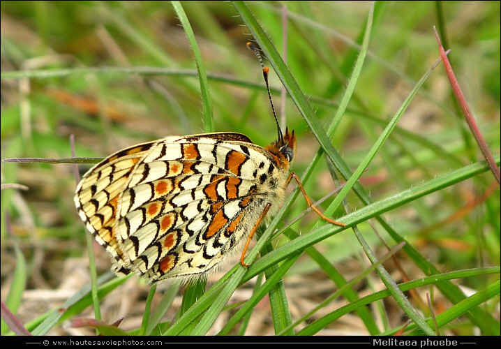 Mélitée des Centaurées - Melitaea phoebe