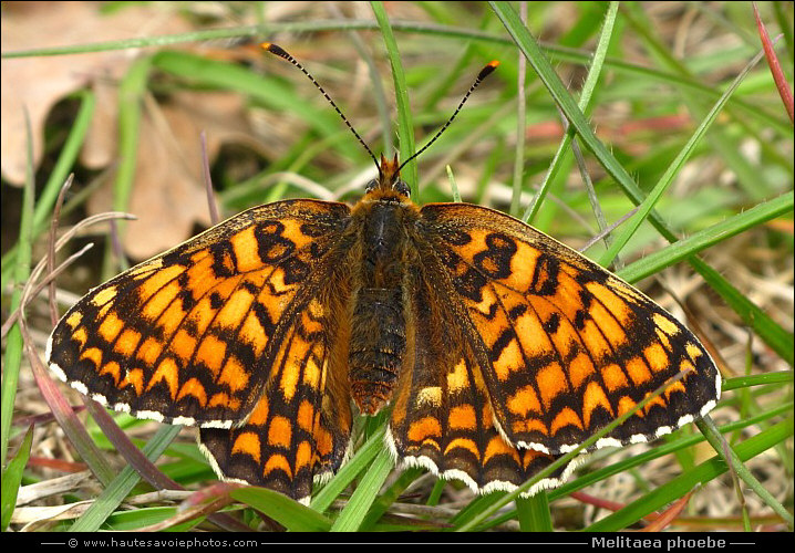 Mélitée des Centaurées - Melitaea phoebe