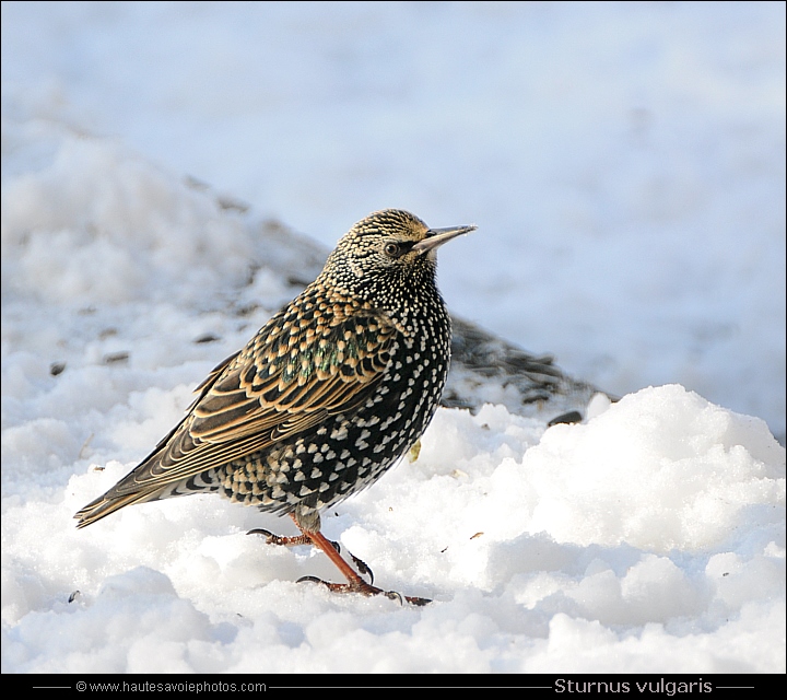 Étourneau sansonnet - Sturnus vulgaris