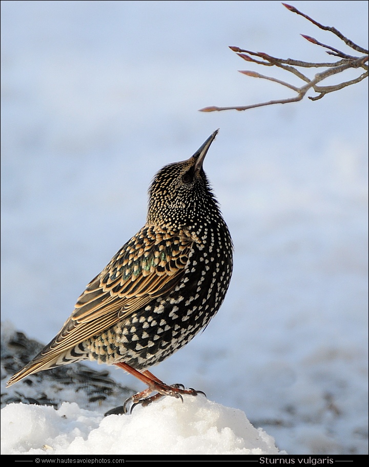 Étourneau sansonnet - Sturnus vulgaris