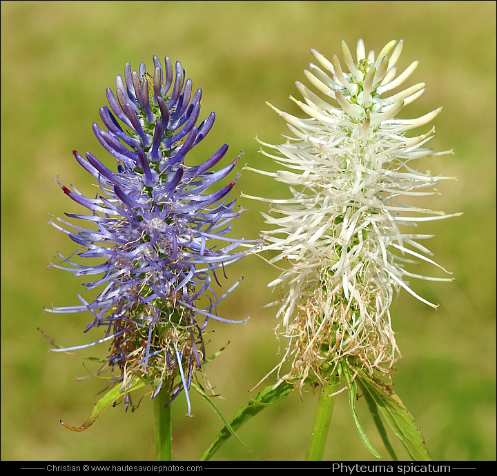 Raiponce en épi - Phyteuma spicatum