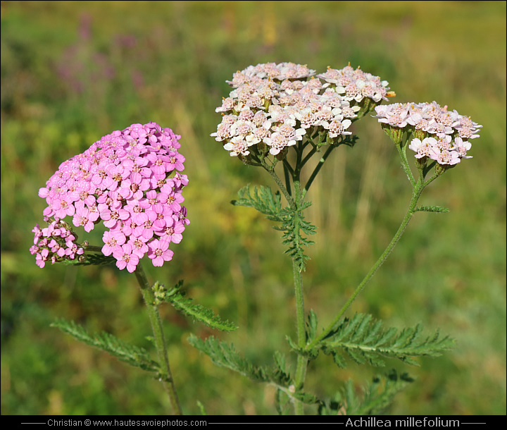 Achillée millefeuille - Achillea millefolium