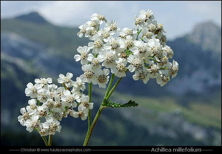Achillée millefeuille - Achillea millefolium