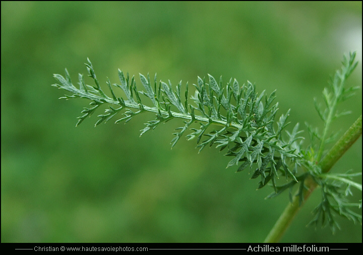 Achillée millefeuille - Achillea millefolium