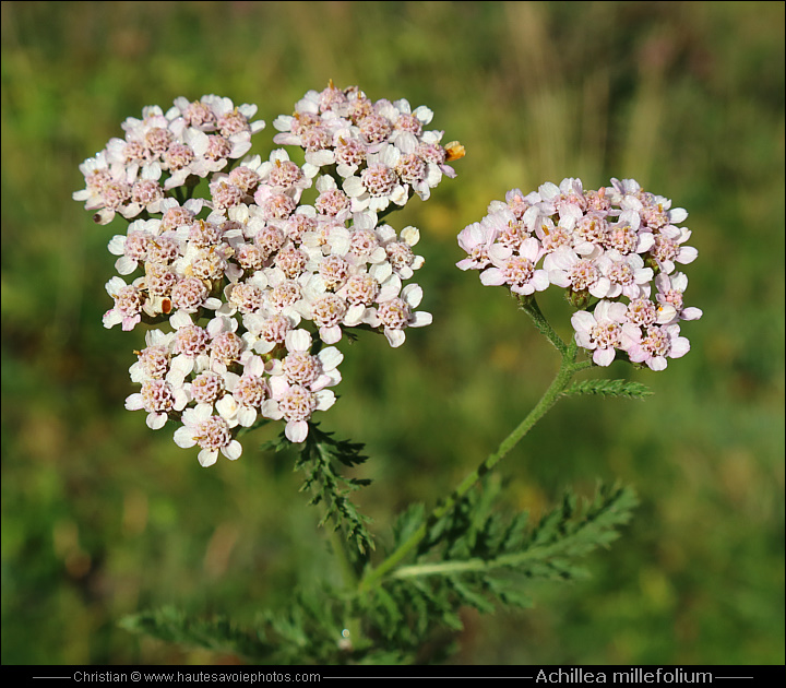 Achillée millefeuille - Achillea millefolium