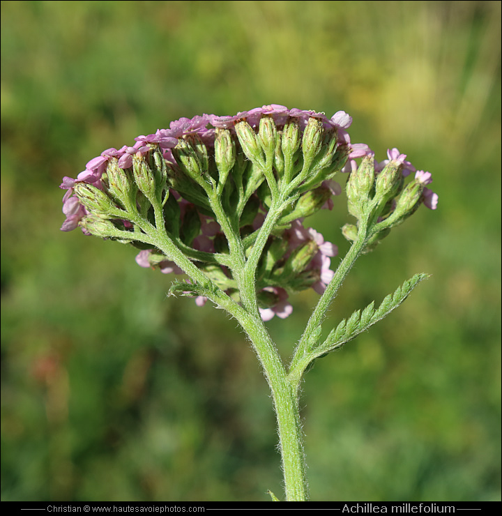 Achillée millefeuille - Achillea millefolium