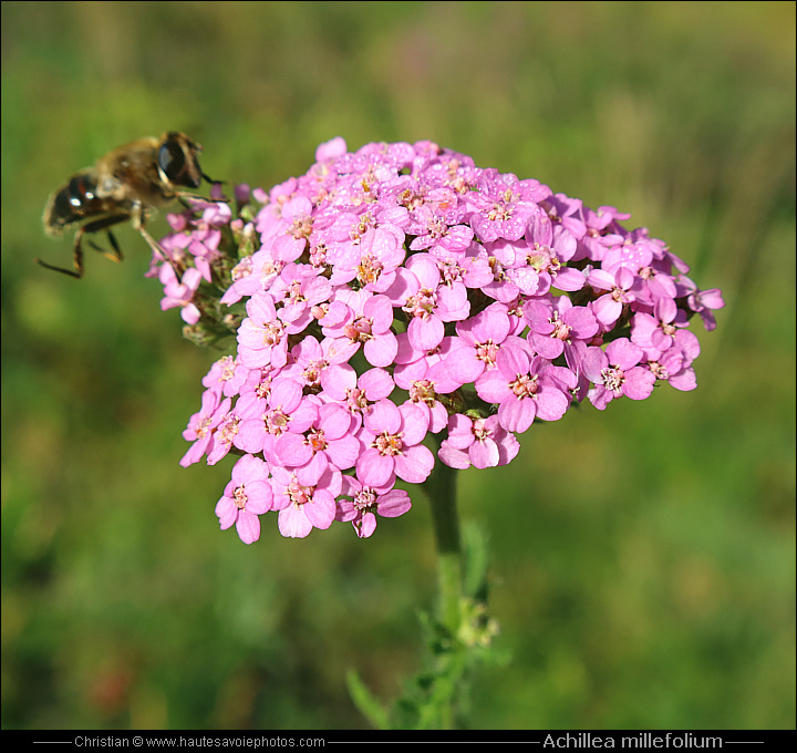 Achillée millefeuille - Achillea millefolium