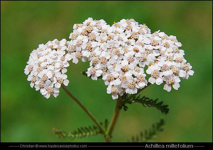 Achillée millefeuille - Achillea millefolium