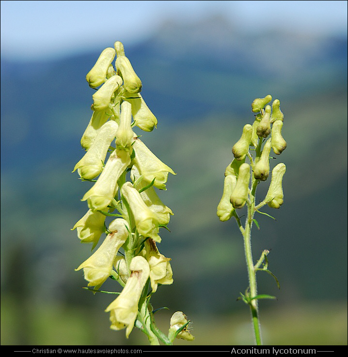 Aconit tue loup - Aconitum lycoctonum