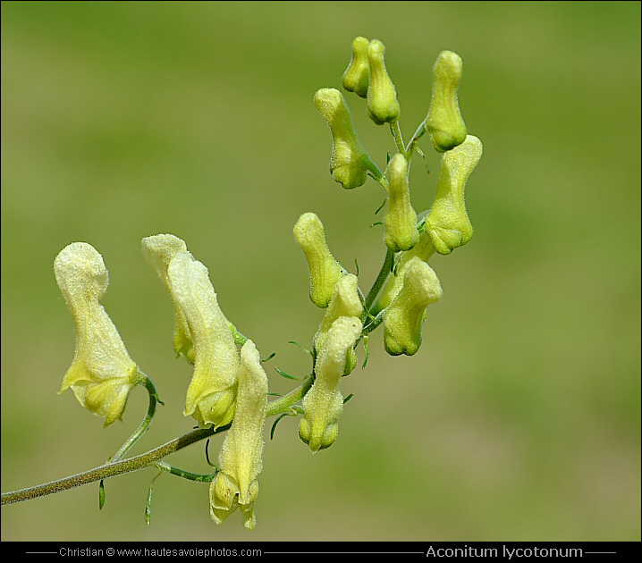 Aconit tue loup - Aconitum lycoctonum