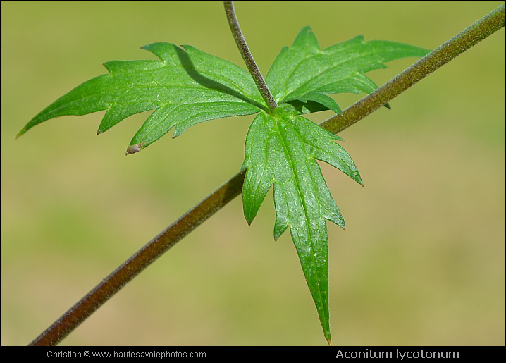 Aconit tue loup - Aconitum lycoctonum