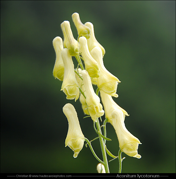 Aconit tue loup - Aconitum lycoctonum