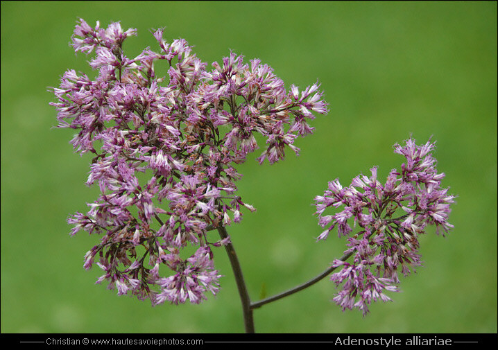 Adénostyle à feuilles d’alliaire - Adenostyle alliariae