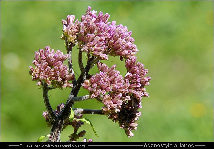 Adénostyle à feuilles d’alliaire - Adenostyle alliariae