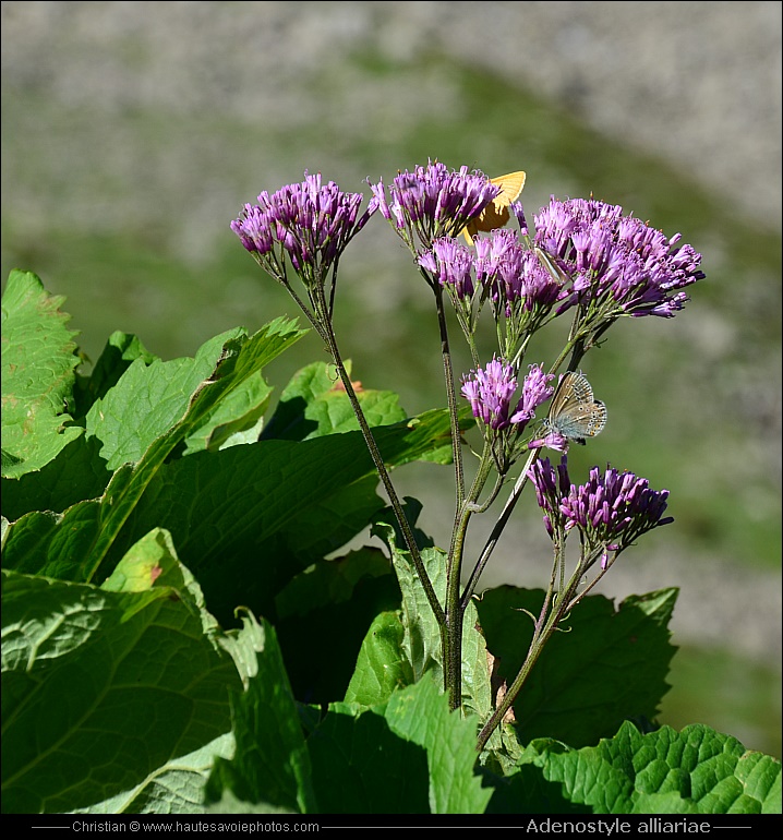 Adénostyle à feuilles d’alliaire - Adenostyle alliariae