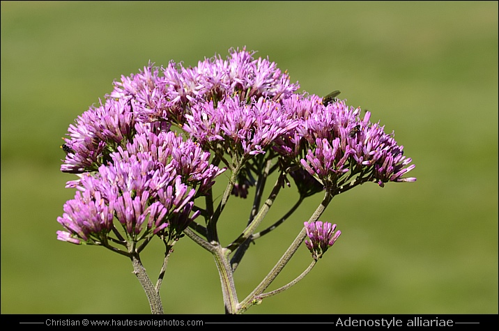 Adénostyle à feuilles d’alliaire - Adenostyle alliariae