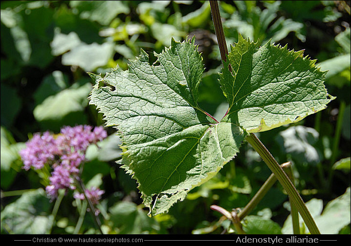 feuilles d’Adenostyle alliariae