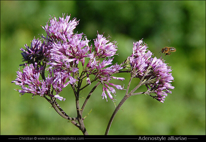 Adénostyle à feuilles d’alliaire - Adenostyle alliariae