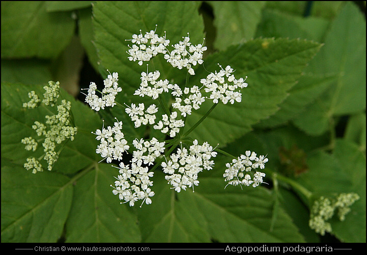 Herbe aux goutteux - Aegopodium podagraria