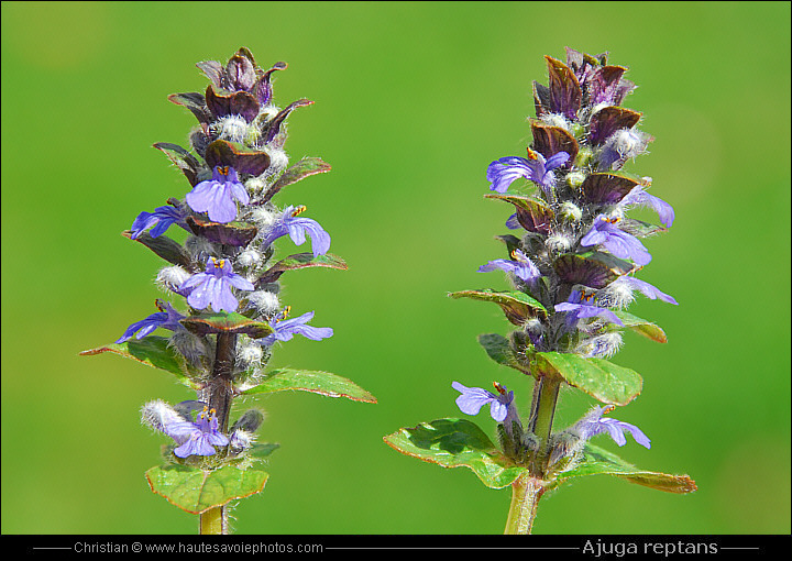 Bugle rampante - Ajuga reptans