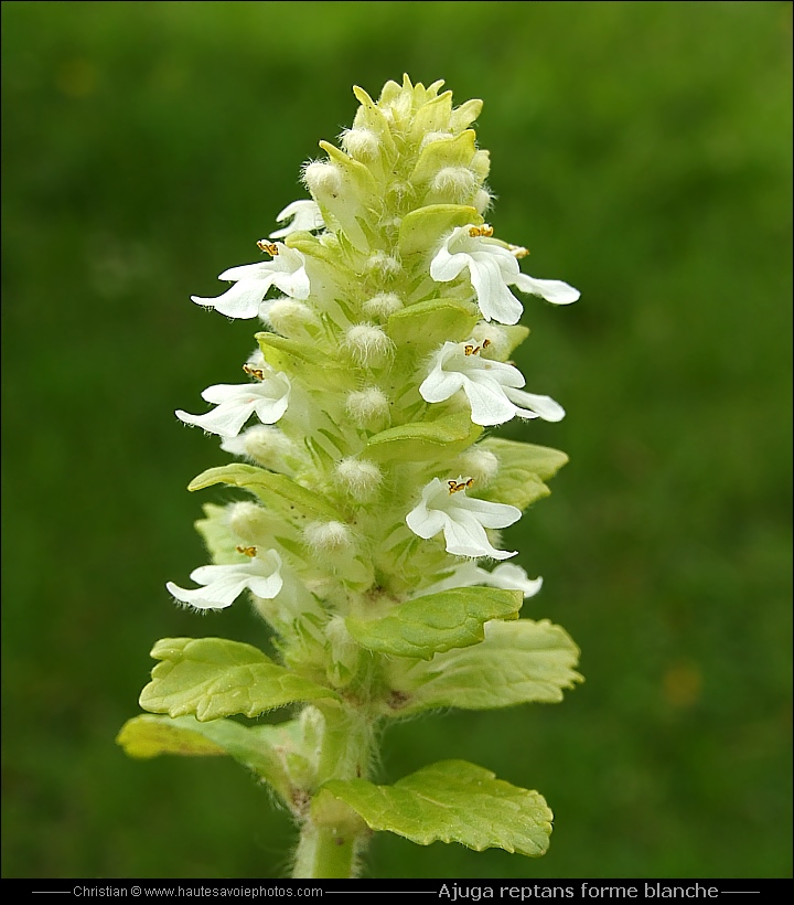 Bugle blanc - Ajuga reptans forme blanche