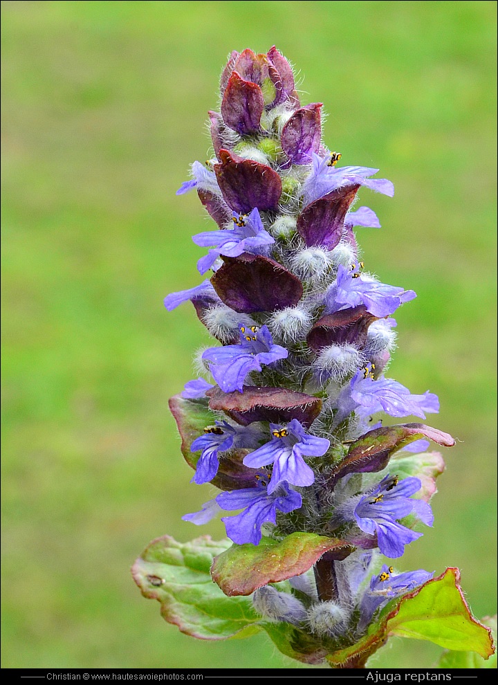 Bugle rampante - Ajuga reptans