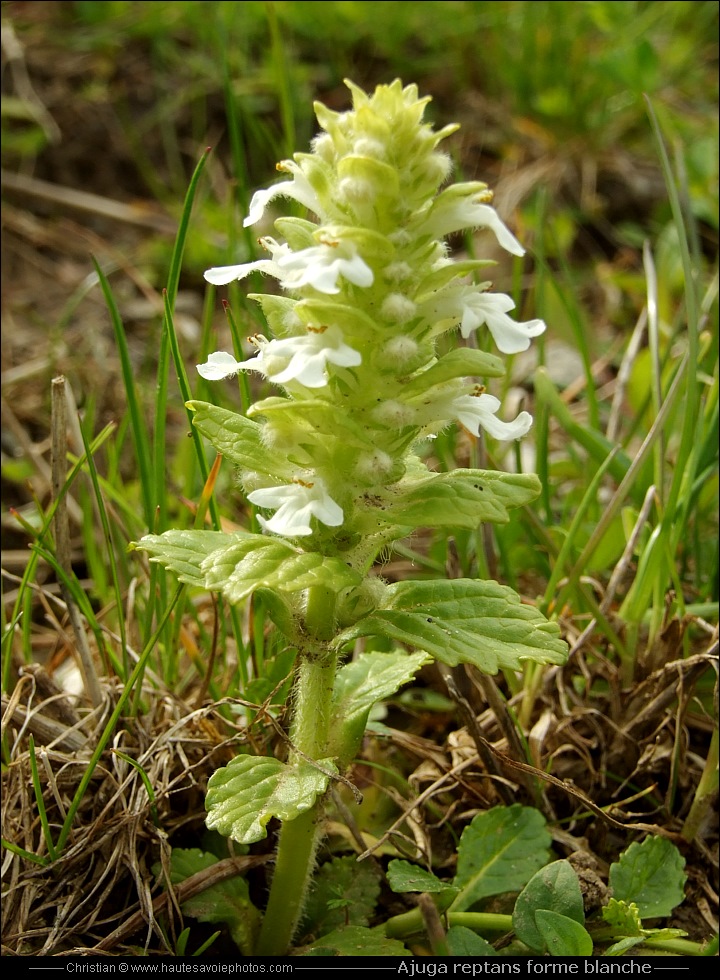 Bugle blanc - Ajuga reptans forme blanche