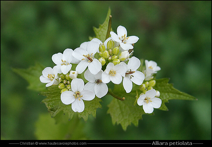 Alliaire - Alliaria petiolata