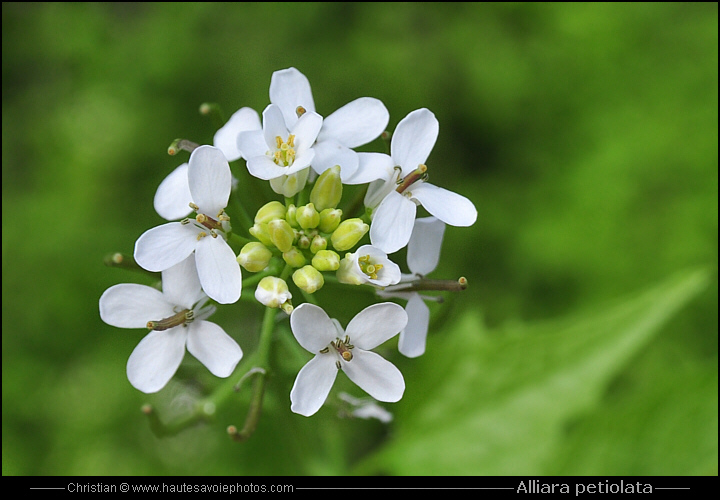 Alliaire - Alliaria petiolata
