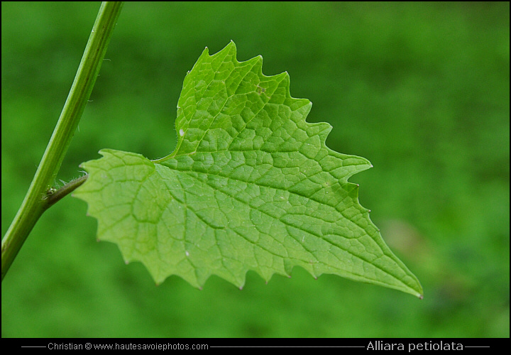 Alliaire - Alliaria petiolata