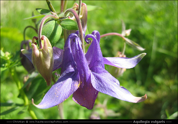 Ancolie commune - Aquilegia vulgaris