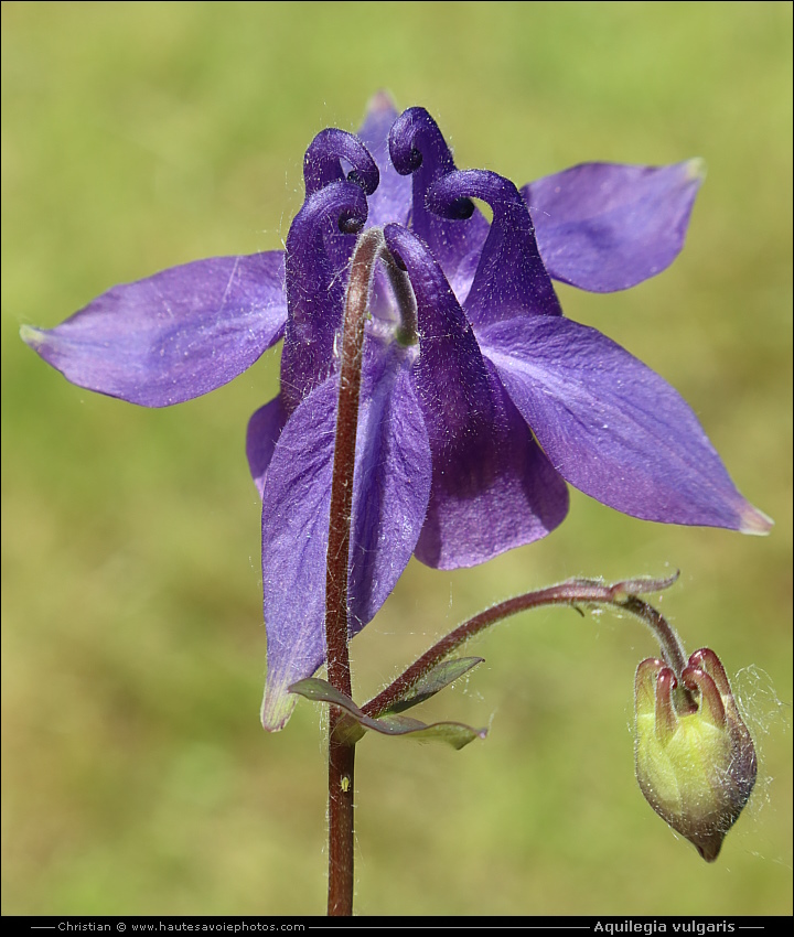 Ancolie commune - Aquilegia vulgaris