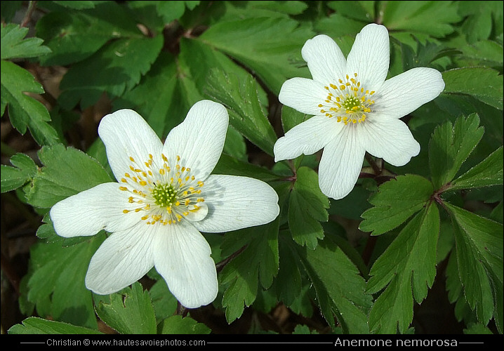 Anémone des bois ou Anémone sylvie - Anemone nemorosa