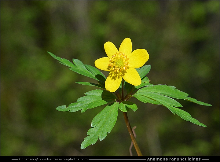 Anémone jaune ou fausse-renoncule - Anemone ranunculoides