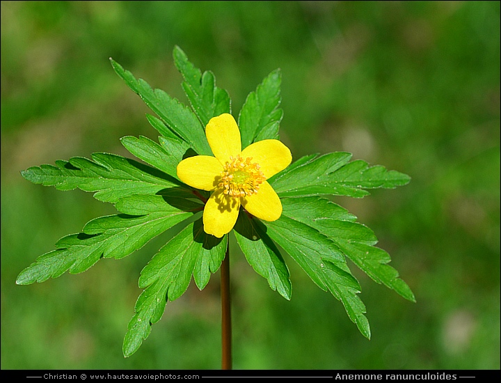 Anémone jaune ou fausse-renoncule - Anemone ranunculoides