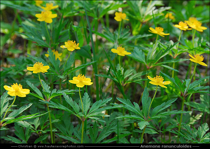 Anémone jaune ou fausse-renoncule - Anemone ranunculoides