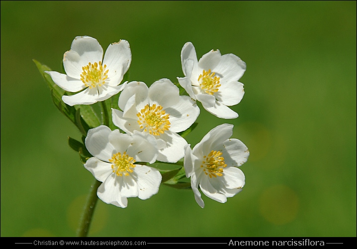 Anémone à fleur de narcisse - Anemone narcissiflora