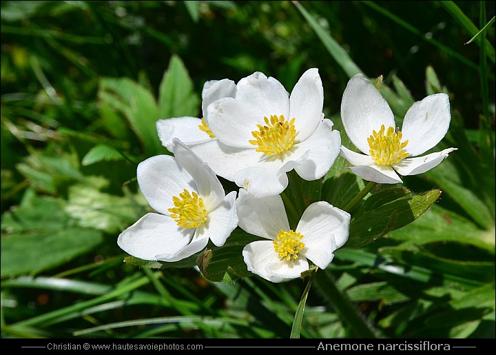 Anémone à fleur de narcisse - Anemone narcissiflora