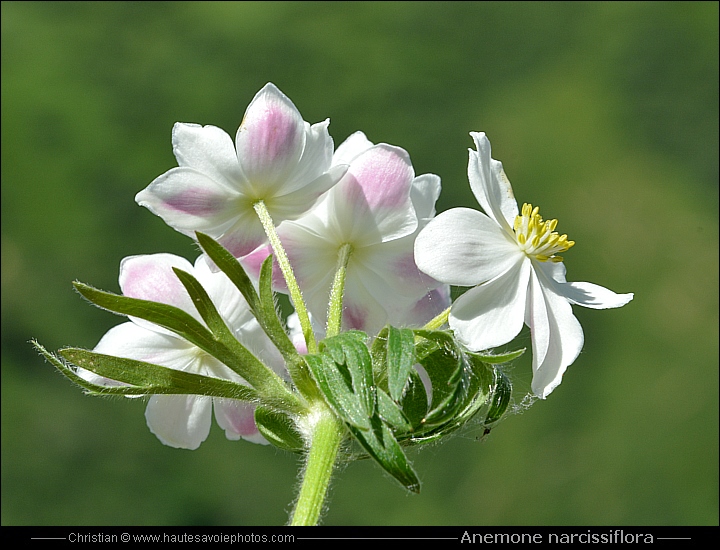 Anémone à fleur de narcisse - Anemone narcissiflora