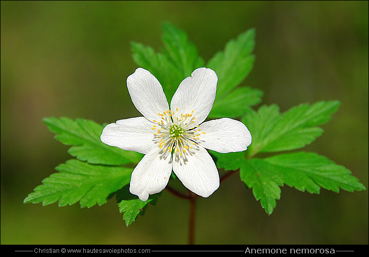 Anémone des bois - Anemone nemorosa