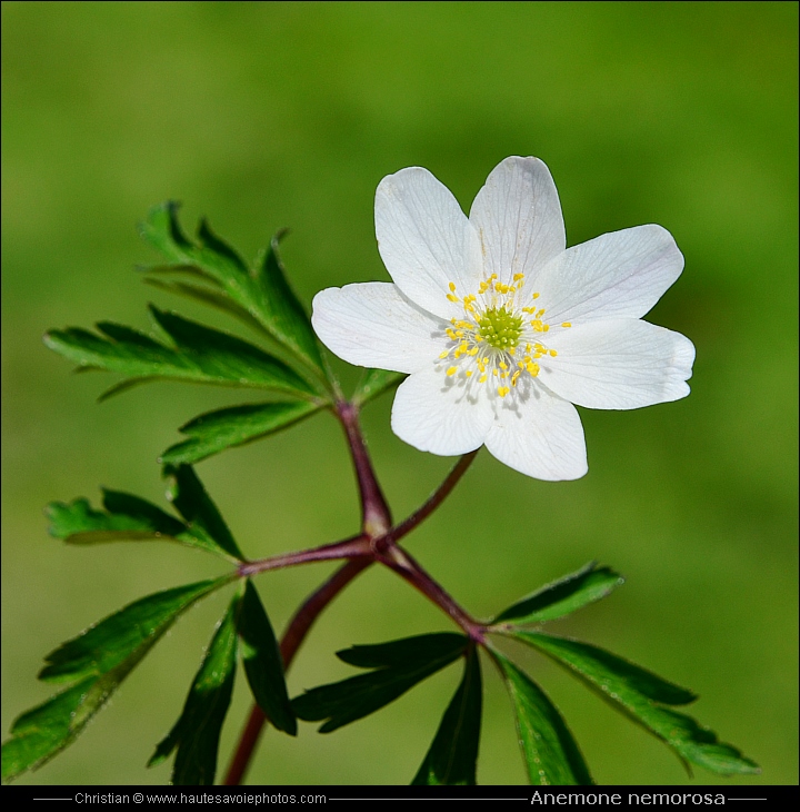 Anémone des bois - Anemone nemorosa