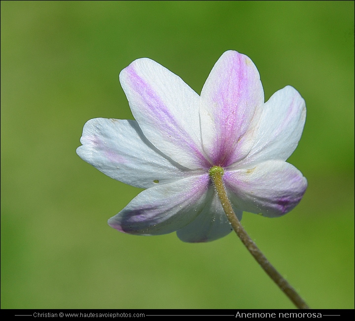 Anémone des bois - Anemone nemorosa